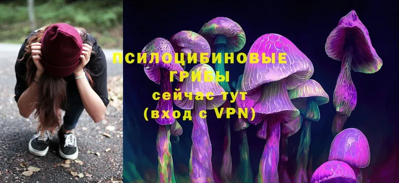 Псилоцибиновые грибы Psilocybine cubensis  Лысково 